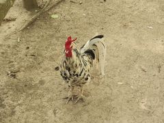 -昆山城市生态森林公园