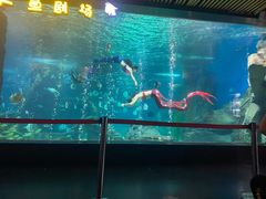-锦艺城海洋馆