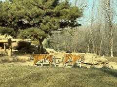 -北京野生动物园