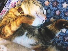 -猫的天空之城概念书店(杭州南宋御街店)