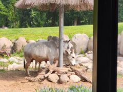 -北京野生动物园