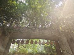-西双版纳原始森林公园