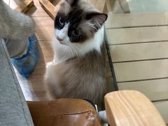 -李小姐の猫咖啡馆(五角场店)