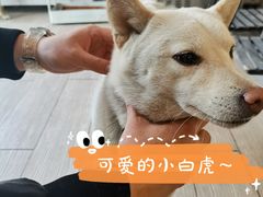 -柴犬高等学院·狗咖·柴犬售卖·宠物训练