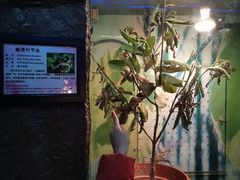 -上海大自然野生昆虫馆(东方明珠·爬宠昆虫探索中心)