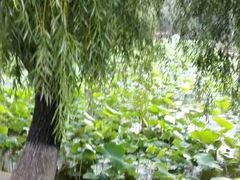 -普洱太阳河森林公园