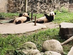 -都江堰中华大熊猫苑