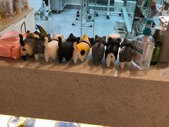 -momokira米努特·德文卷毛猫·棉花面纱犬