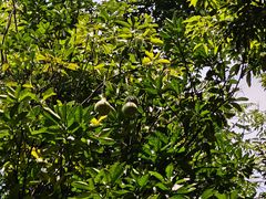 -广州神农草堂中医药博物馆