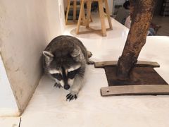 -浣熊柯尔鸭土拨鼠·电玩咖