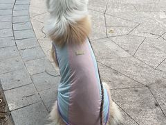 -翊宠yipet猫狗购宠庄园犬舍•猫舍