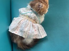 -瑞派申生动物医院·24H夜诊·国际动物医疗中心·骨外科(吴中路店)