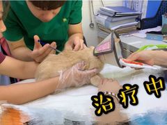 -瑞鹏宠物医院·微创内窥镜·骨外科·牙科(翠竹分院)
