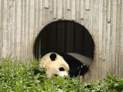-卧龙中华大熊猫苑神树坪基地