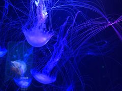 -青岛海底世界-水族馆