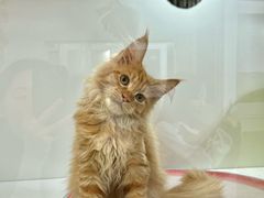 -青奢宠物·青奢猫舍