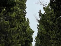 -八大关景区