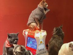 -猫色咖啡·猫咖