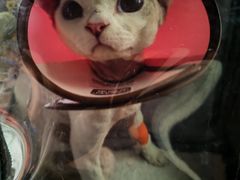 -御宝贝·A梦猫科宠物医院(国际猫友好医院)