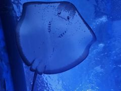 -海合安武汉极地海洋公园