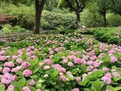 -上海共青森林公园