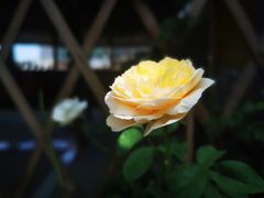 -海皇食府(水都假日酒店店)