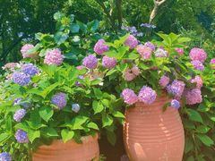 -上海共青森林公园