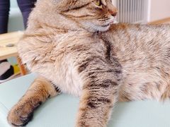 -猫在这儿猫咪咖啡馆·撸猫馆