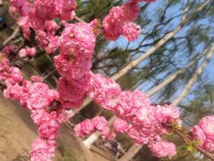 -朝阳公园