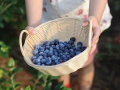 -金谷域澳洲庄园