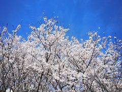 -高东镇樱花园