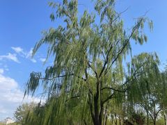 -莲花池公园