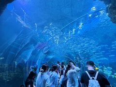 -海合安成都极地海洋公园