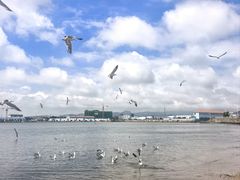 -烟墩角天鹅湖