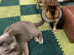 -猫猫幼稚园·撸猫·桌游·电玩