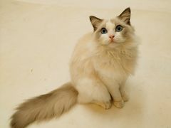 -猫遇摄影工作室