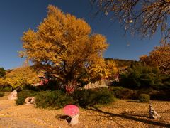 景点-遵化市禅林寺古银杏风景园