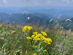 -白草畔自然风景区