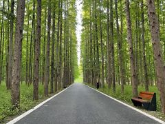 -东平国家森林公园