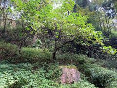 -山王坪喀斯特国家生态公园