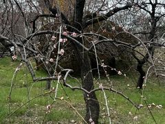 -井之头恩赐公园