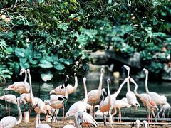 -广州长隆野生动物世界