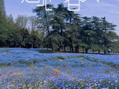 -上海滨江森林公园