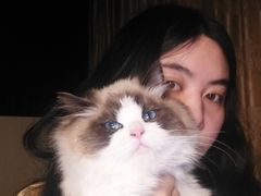 -猫十亿·布偶金渐层·曼基康矮脚猫舍(青年路店)