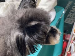 -FAELING PETS美天灵宠物(合生汇店)