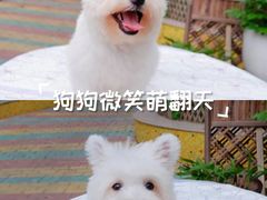 -翊宠yipet猫狗购宠庄园犬舍•猫舍