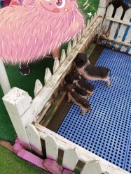 -萌宠亲子动物乐园(槐房万达店)