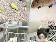 -怪兽屋·羊驼·猫咖·狗咖(俊华广场店)