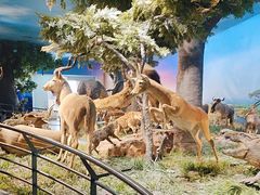 -国家自然博物馆