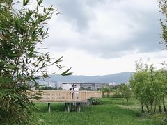 -洱海月湿地公园